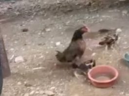 Galinha canta igual galo na Bahia