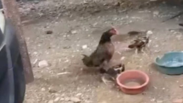 Galinha canta igual galo na Bahia