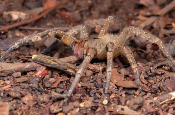 Aranhas são a sgeunda maior causa de evenenamentos no BR