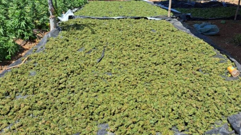 Operação conjunta fechou laboratório de produção de maconha na Bahia