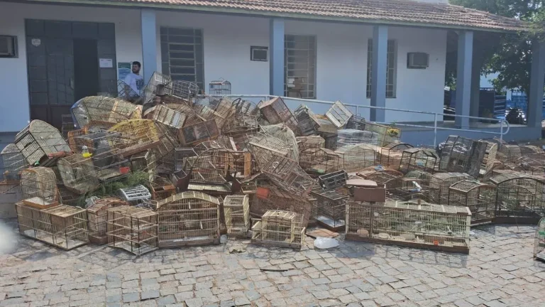 destruição de gaiolas FPI