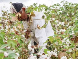 Algodão Agroecológico CE