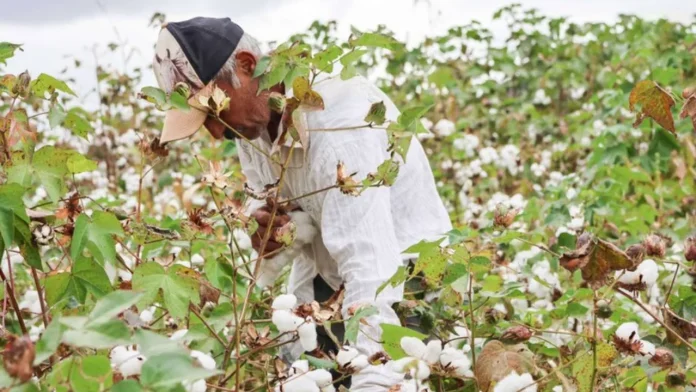 Algodão Agroecológico CE