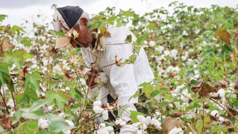 Algodão Agroecológico CE