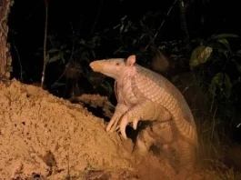 Pesquisadores encontraram tatu-canastra de 1,6 m de comprimento e órgão genital de 33 centímetros