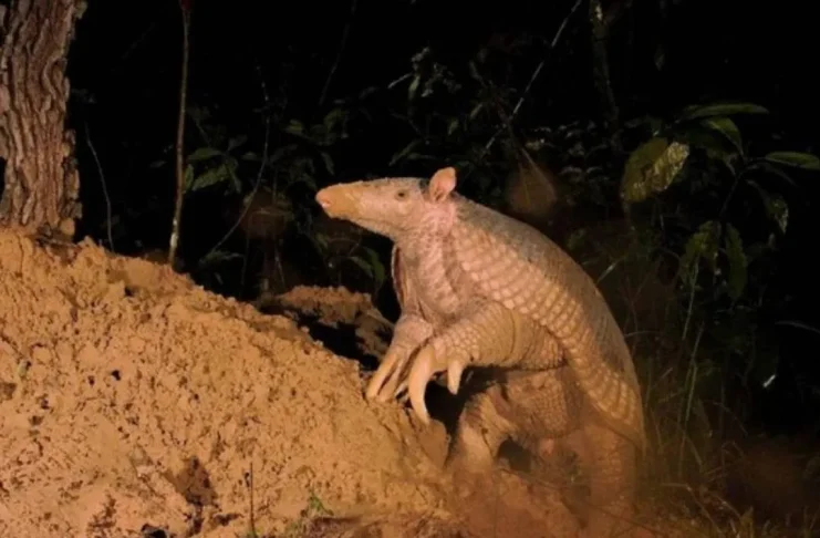 Pesquisadores encontraram tatu-canastra de 1,6 m de comprimento e órgão genital de 33 centímetros