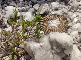Especie de cacto sem espinhos