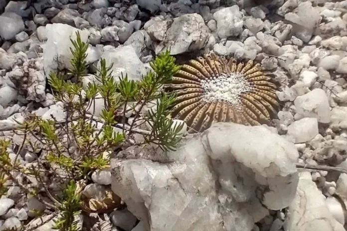 Especie de cacto sem espinhos