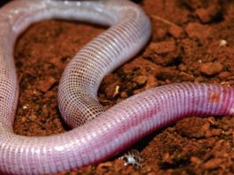 Cobra-de-duas-cabeças-caetité