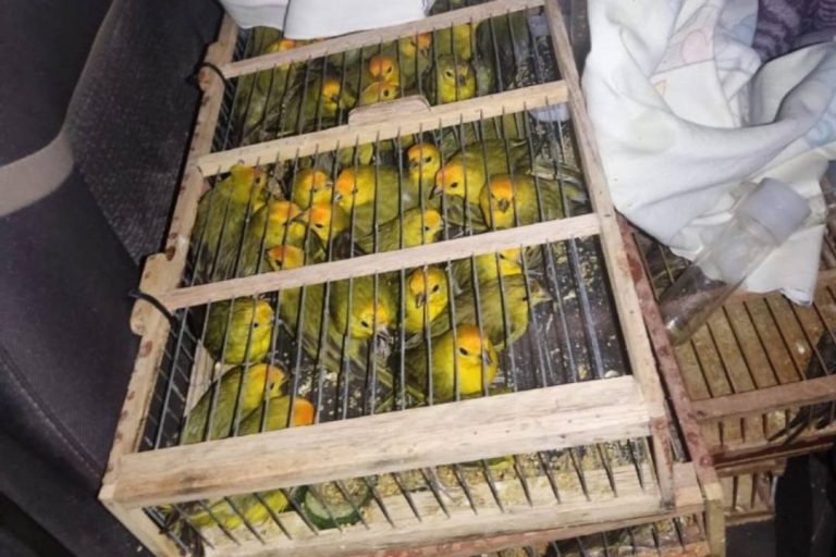 Inema resgatou 400 pássaros silvestres em operação no Oeste da Bahia
