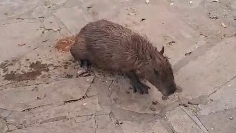 Capivara foi resgatada após ser encontrada em piscina de clube em Guanambi