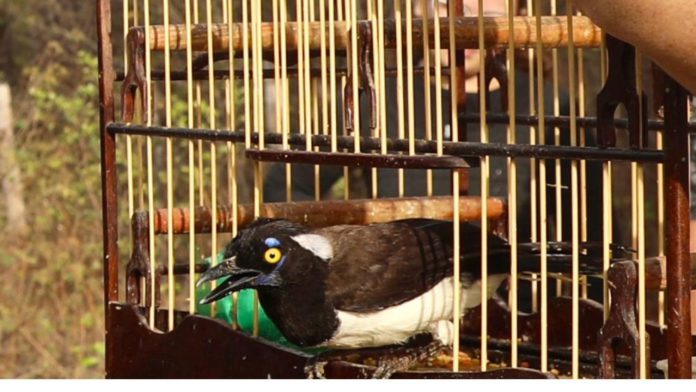 Aves Silvestres libertas