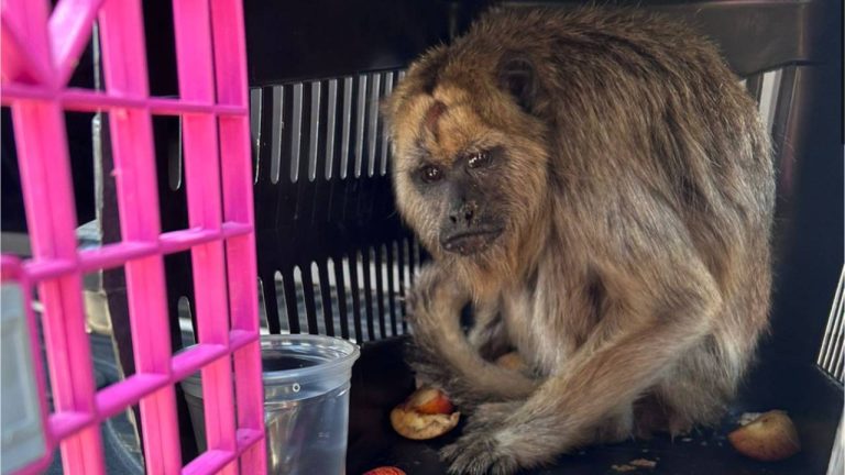 PM resgatou macaco bugio mantido em cativeiro no Oeste da Bahia