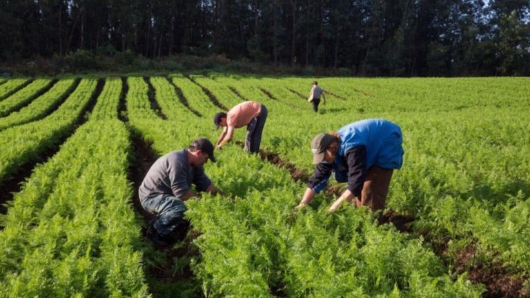 Linha de microcrédito de R$ 300 milhões foi aberta para estimular agricultura familiar
