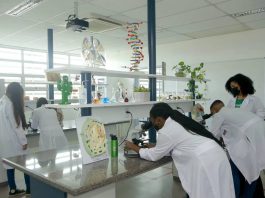 Estudantes baianas criam absorvente de amoreira