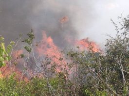 incendios florestais em vitória da conquista