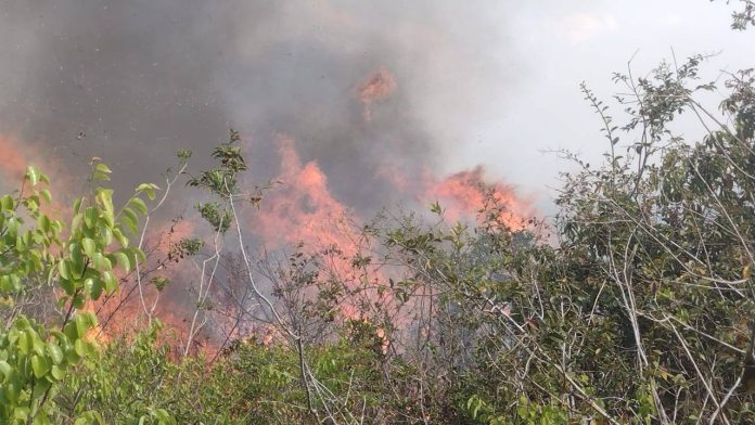 incendios florestais em vitória da conquista