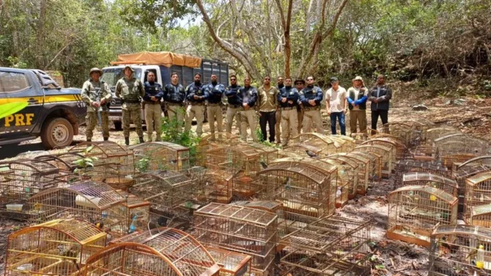 Operação 965 animais chamada diamantina