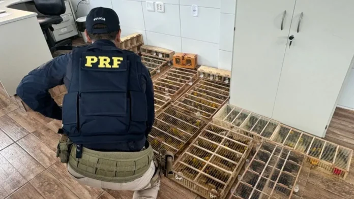 PRF resgatou 590 aves transportadas ilegalmente em rodovia na Bahia