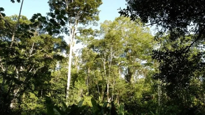 Assentamento Litoral Sul Bahia