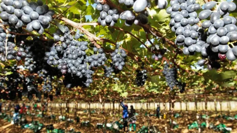 Novo acordo comercial permite exportação de uvas da Bahia para a China