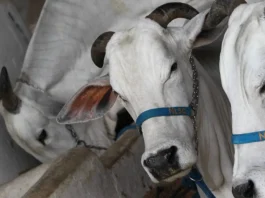 animais fenagro 2024