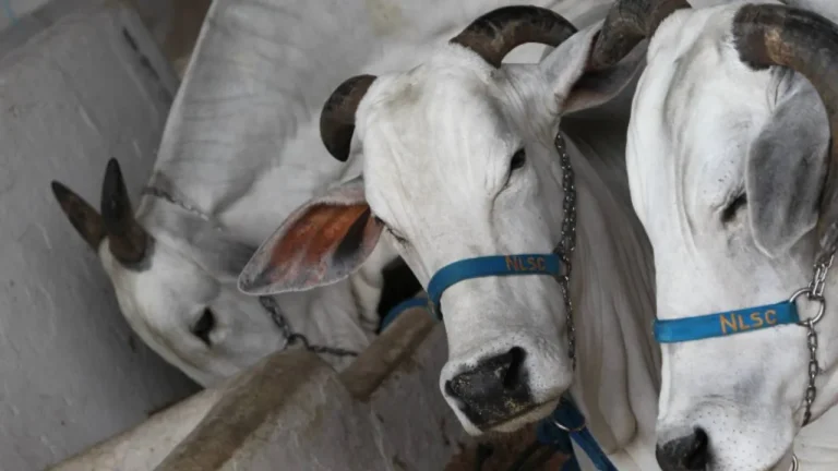 animais fenagro 2024
