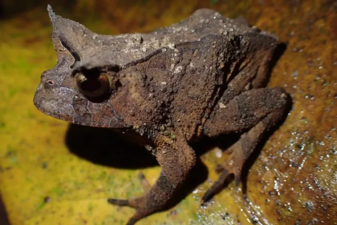 Projeto mapeia espécie de sapo exclusiva da Mata Atlântica que está ameaçada de extinção