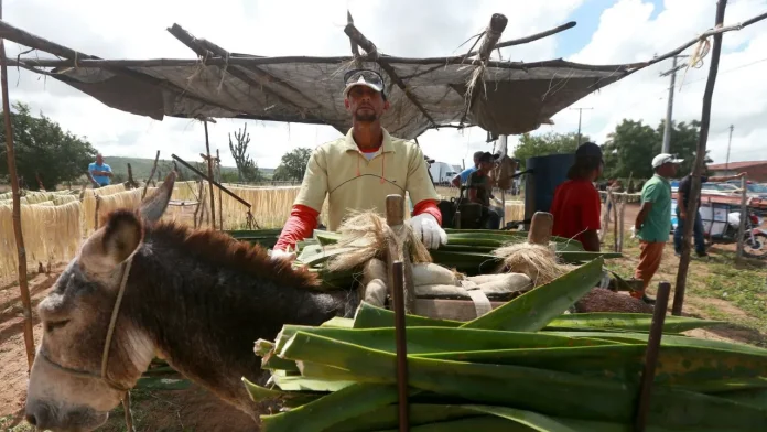 Projeto vai capacitar 400 produtores do semiárido baiano para a produção do agave para fabricação de etanol