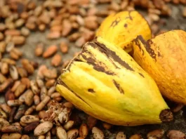 Exportações do agronegócio na Bahia