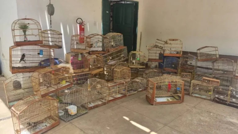 Pássaros silvestres foram resgatados na Feira do Rolo e em outras localidades de Vitória da Conquista