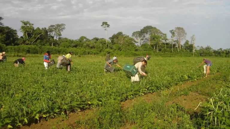 Agricultores familiares terão desconto de até 85% no Desenrola Rural para pagamento de dívidas