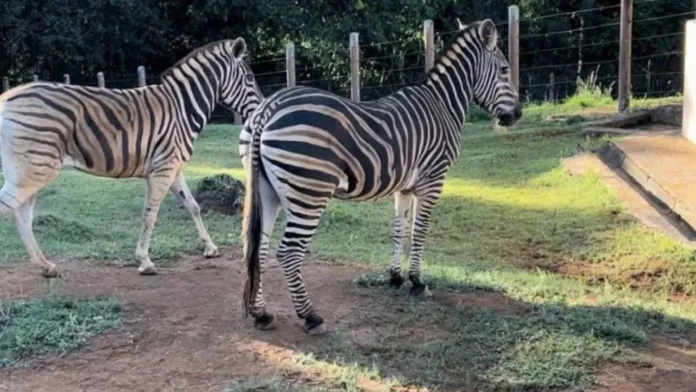 Zoológico de Salvador ganhou nova moradora