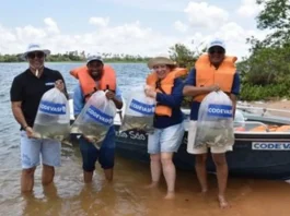 Último peixamento do ano lançou quatro mil alevinos no Rio São Francisco