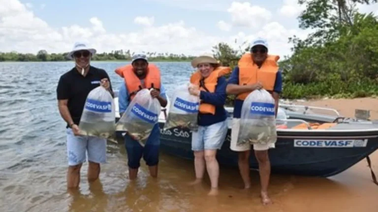 Último peixamento do ano lançou quatro mil alevinos no Rio São Francisco