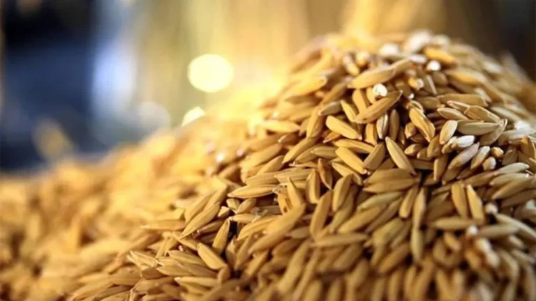 Governo Federal criou programa Arroz da Gente