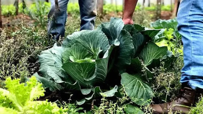 Lei sobre uso de bioinsumos na agropecuária foi sancionada