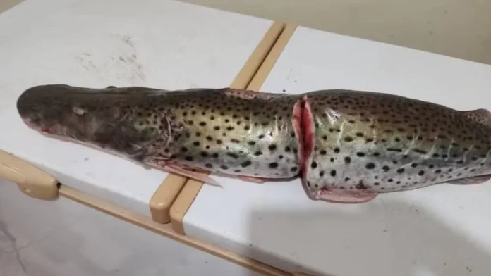 pesca surubim piracema