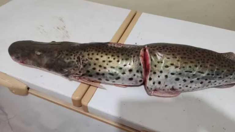 pesca surubim piracema