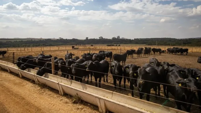 Produção de Carnes no Brasil superou 31 milhões de toneladas em 2024