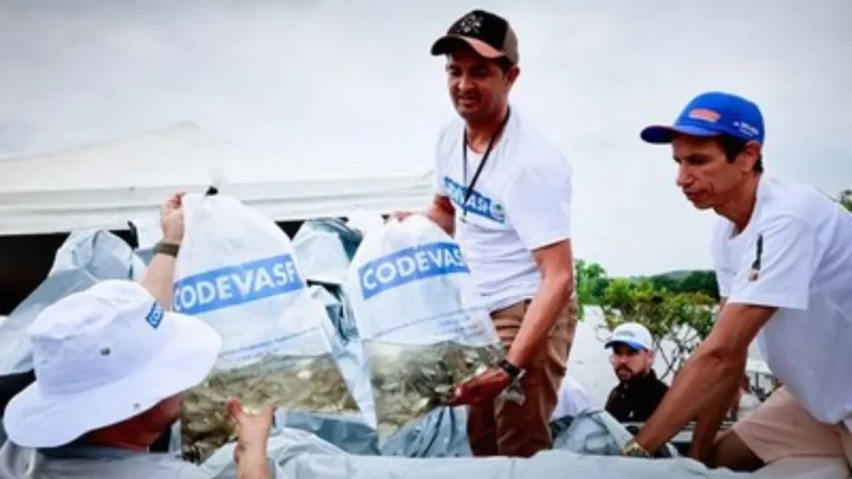 Mais de 130 mil alevinos foram lançados no Rio São Francisco durante os festejos de Bom Jesus dos Navegantes na Bahia e Sergipe