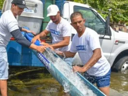 Codevasf realizou primeiro peixamento de 2025 lançando 50 mil alevinos no Rio São Francisco