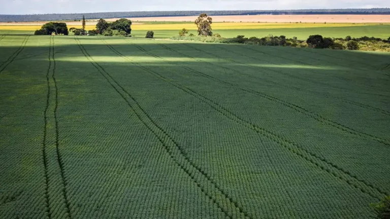 Agronegócio representou 23,5% do PIB da Bahia nos três primeiros trimestres de 2024