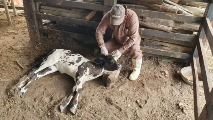 Lacen confirma caso de raiva bovina em Guanambi