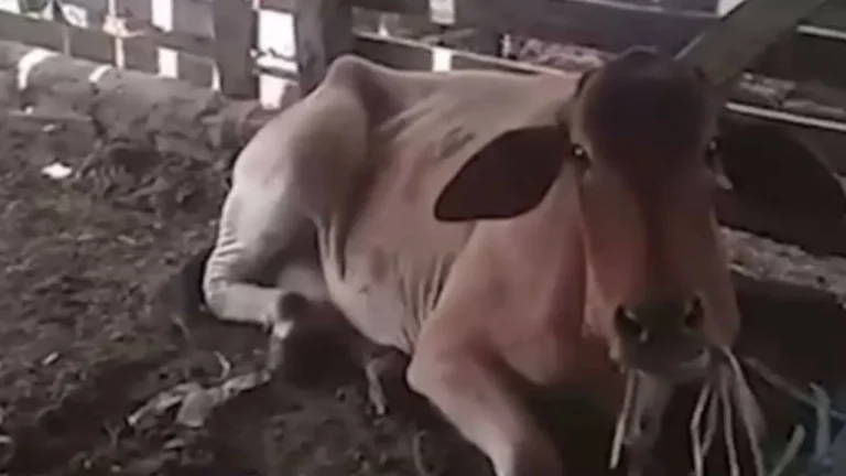 Guanambi e Caetité já registraram 32 mortes de animais com suspeita de raiva