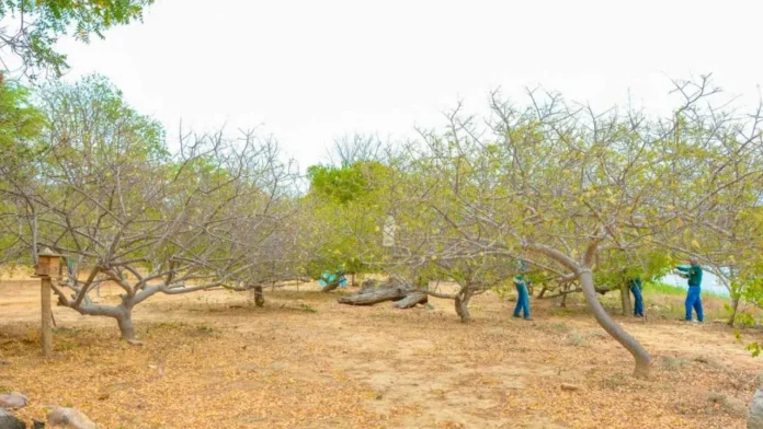 Dia de Campo sobre cultivo do Umbu Gigante será no dia 8 de fevereiro em Vitória da Conquista