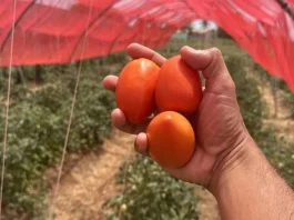 Embrapa alcança alta produtividade em experimentos de cultivo protegido de tomate