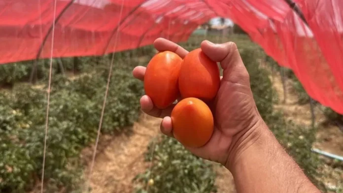 Embrapa alcança alta produtividade em experimentos de cultivo protegido de tomate