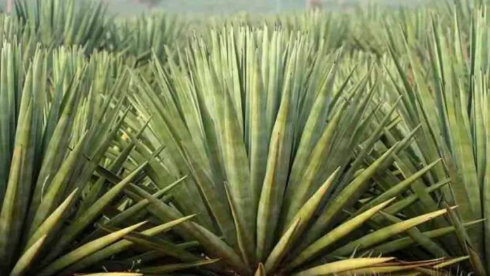 Convênio para impulsionar produção de Agave na Bahia foi formalizado