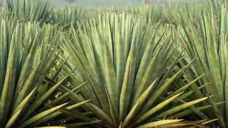 Convênio para impulsionar produção de Agave na Bahia foi formalizado